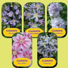 Clematis Specials